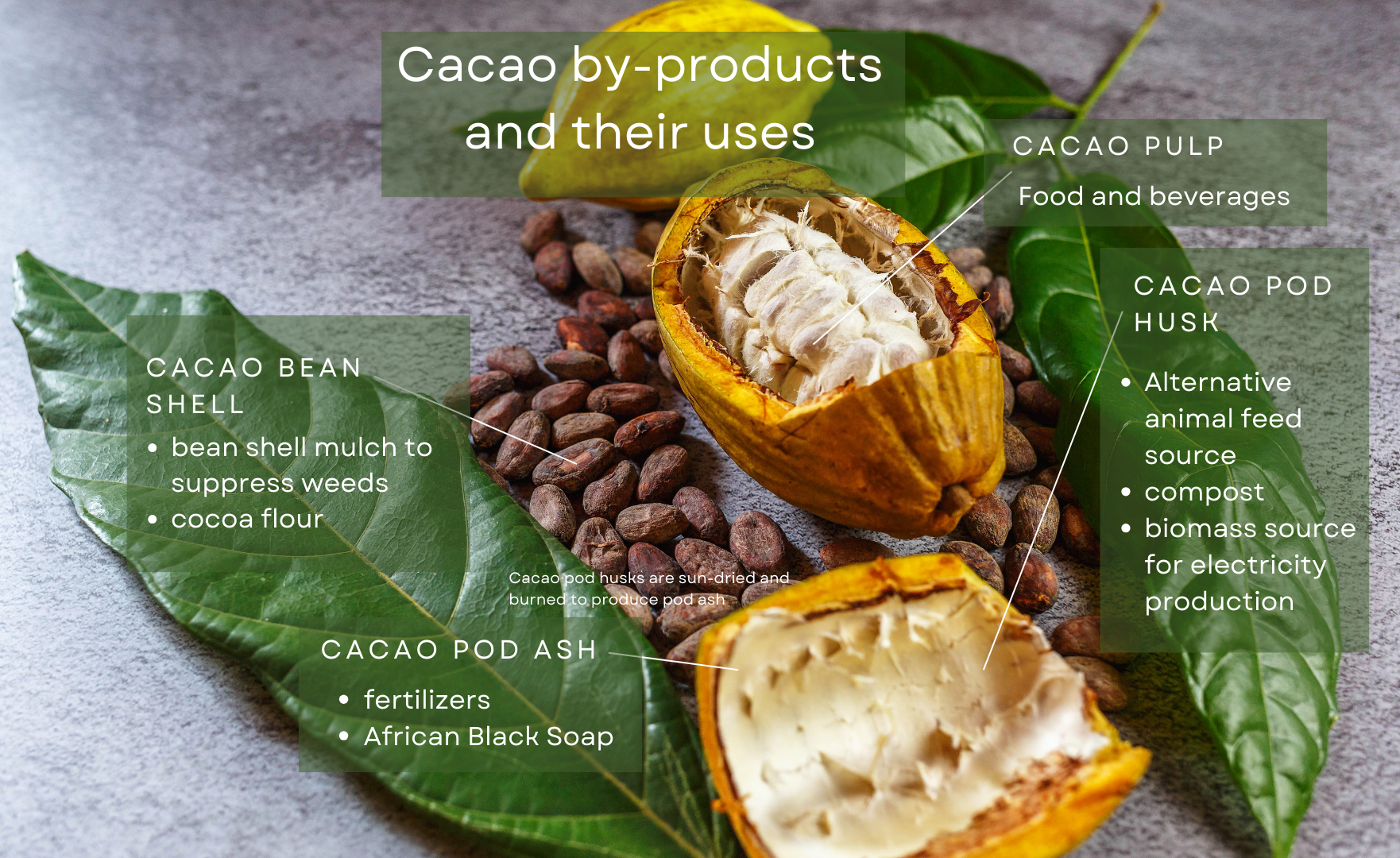 Diagram cacao by-product uses